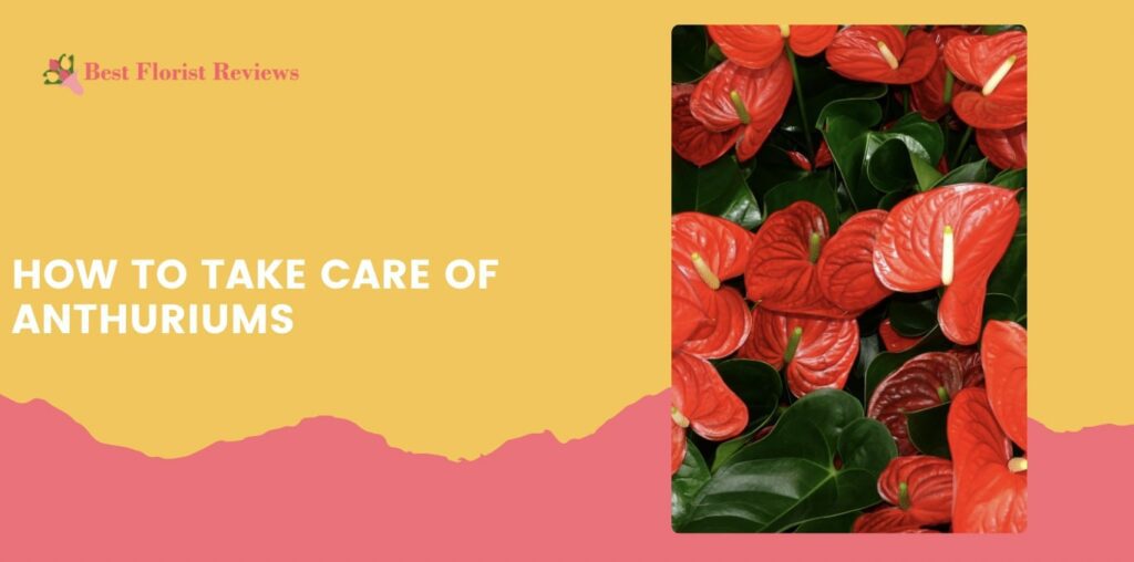 How to Take Care of Anthuriums