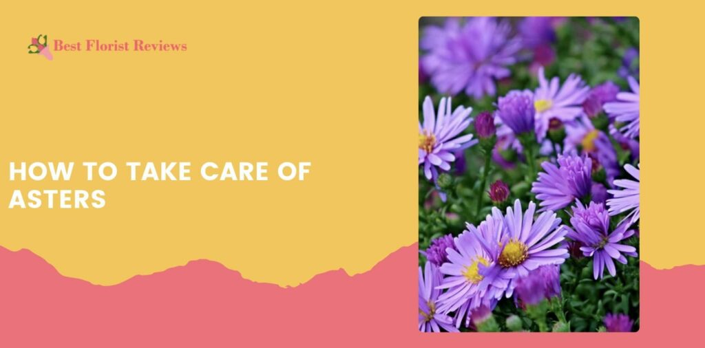 How to Take Care of Asters