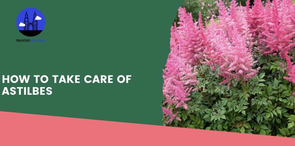 How to Take Care of Astilbes