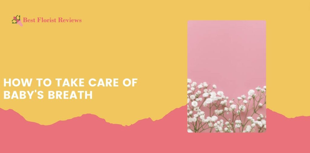 How to Take Care of Baby's Breath