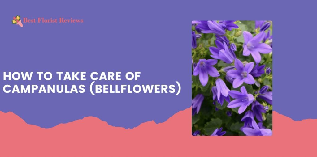 How to Take Care of Campanulas (Bellflowers)