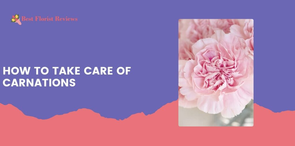 How to Take Care of Carnations