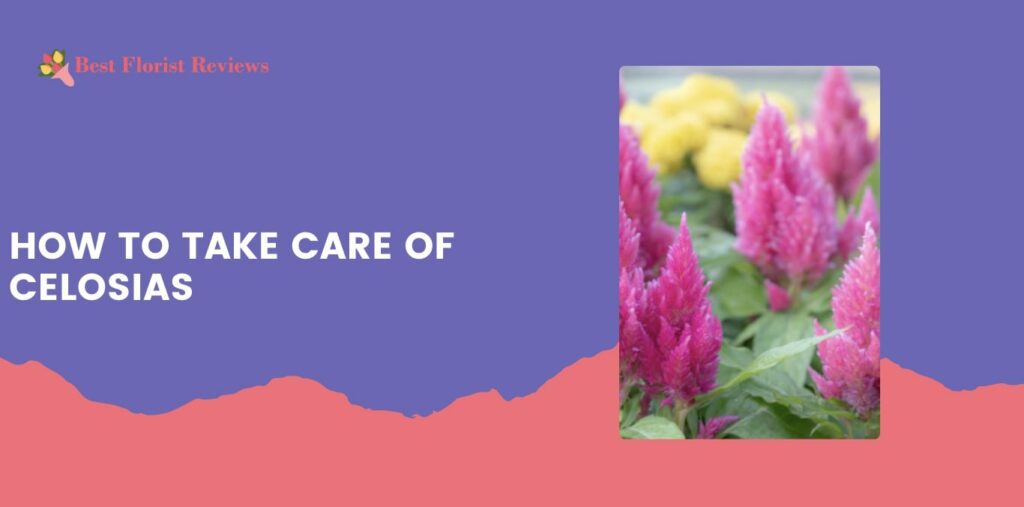 How to Take Care of Celosias