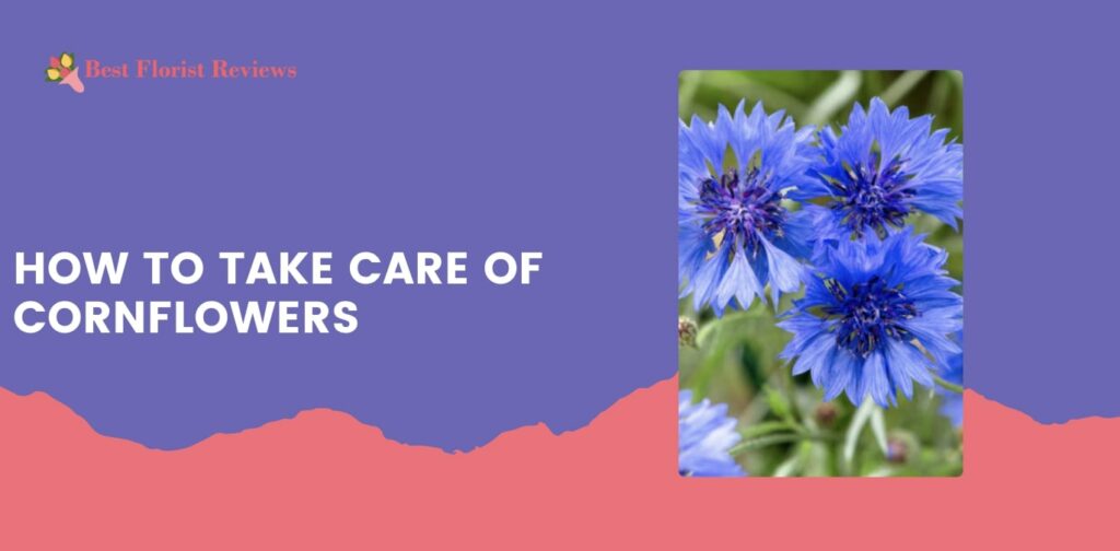How to Take Care of Cornflowers