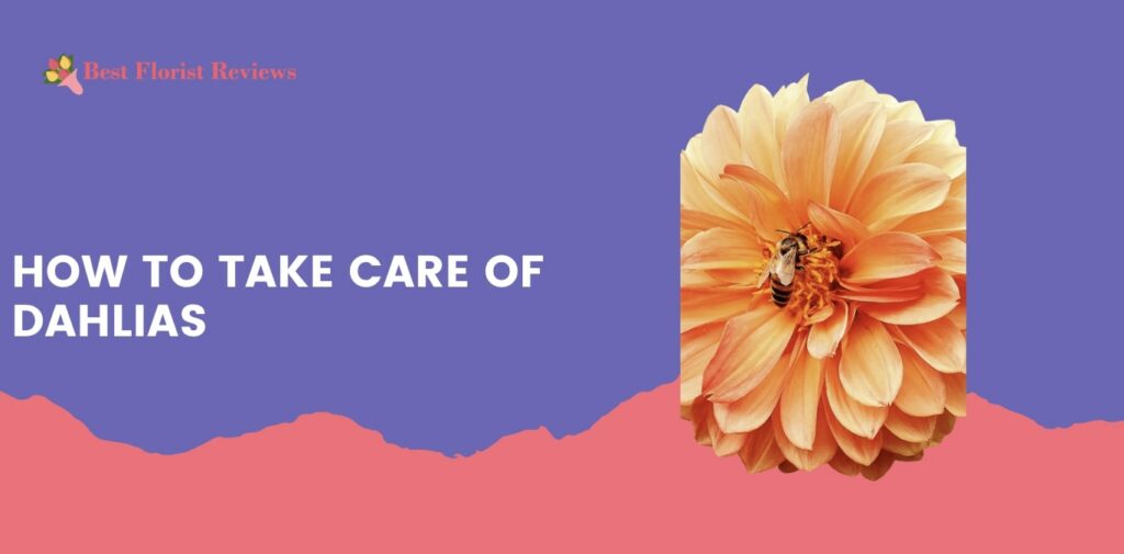 How to Take Care of Dahlias