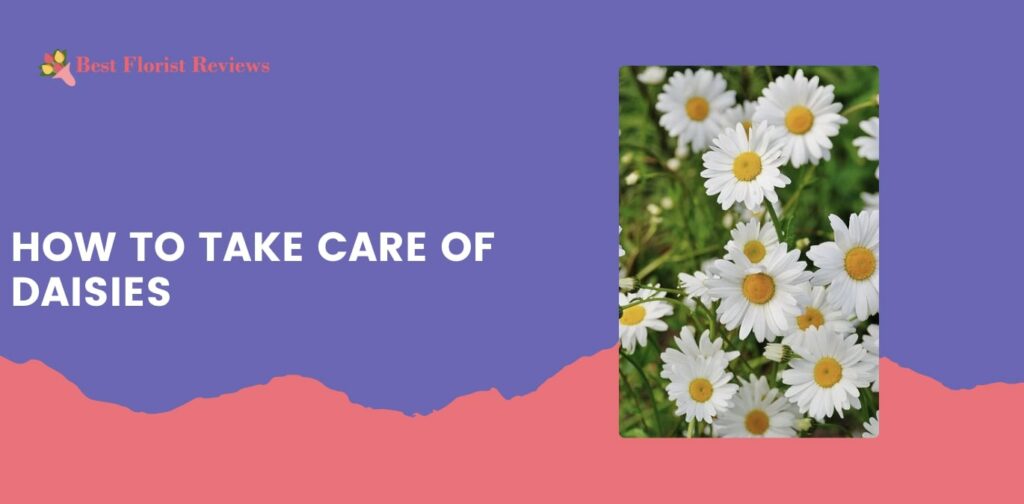 How to Take Care of Daisies
