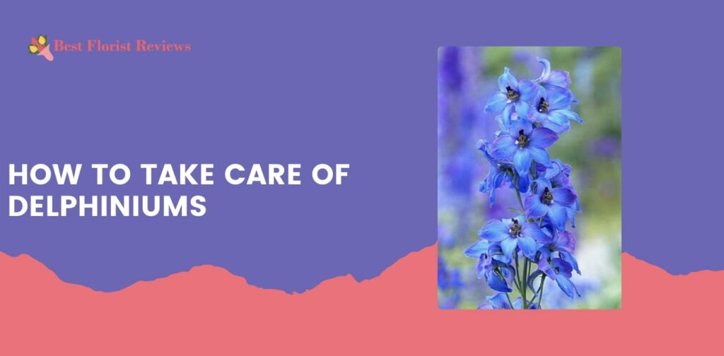 How to Take Care of Delphiniums