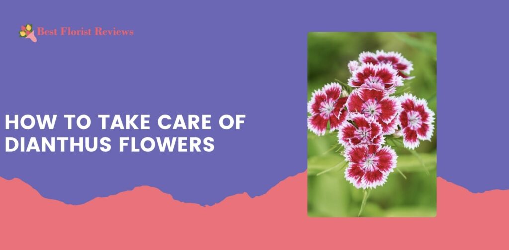 How to Take Care of Dianthus Flowers