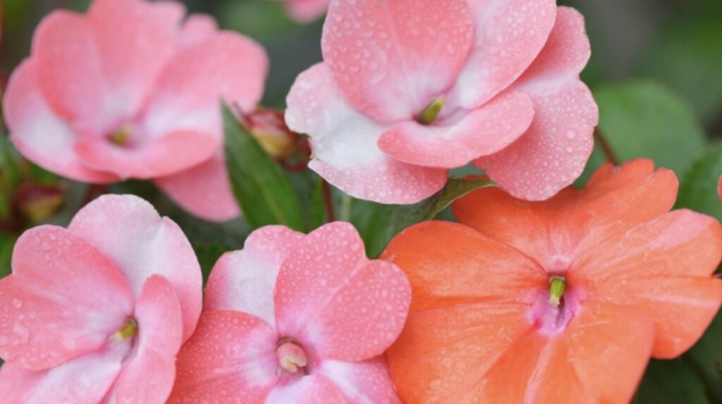 Impatiens