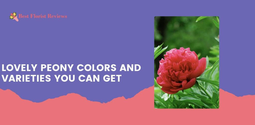 Lovely Peony Colors and Varieties You Can Get