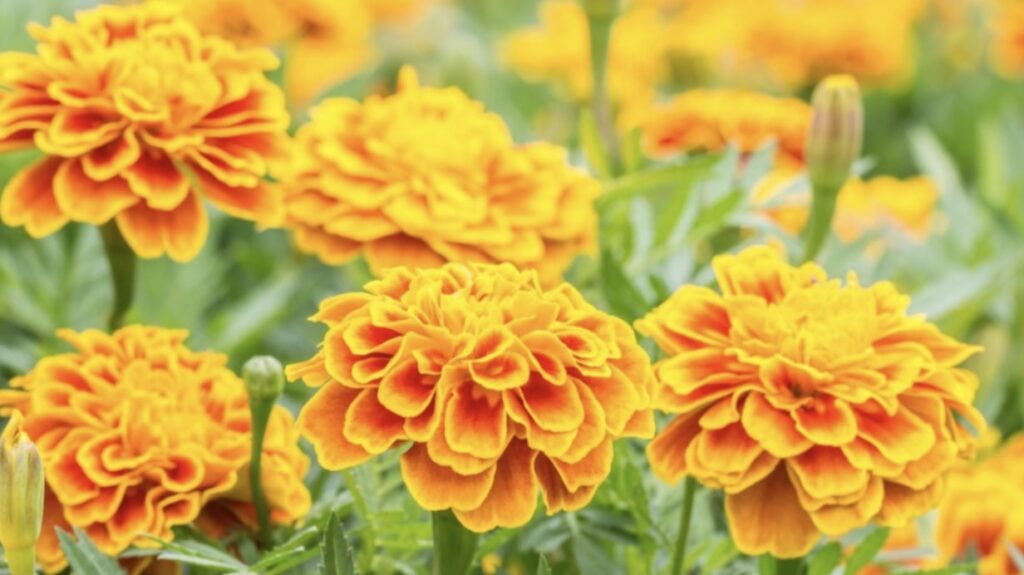Marigold
