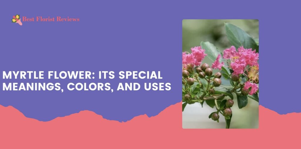 Myrtle Flower Its Special Meanings, Colors, and Uses