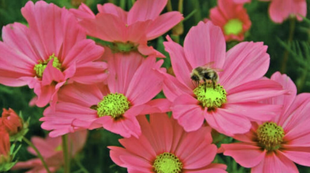 Other Care Tips for Cosmos