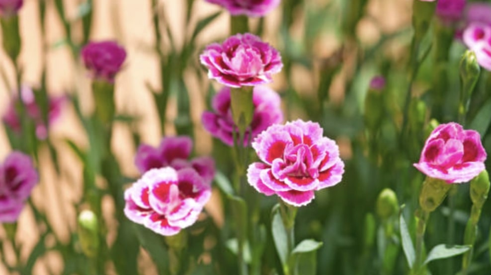 Other Tips for Caring for Carnations