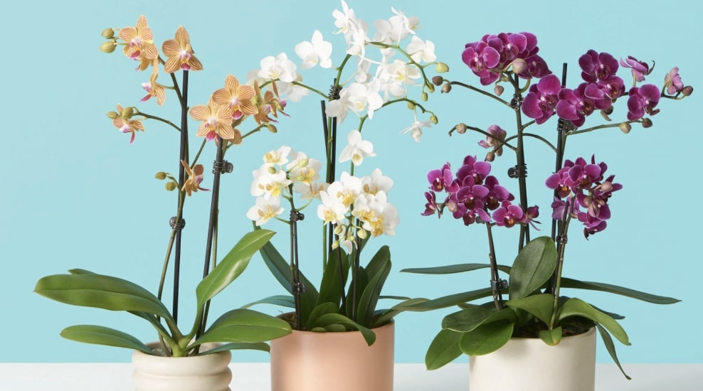 Phalaenopsis Orchid