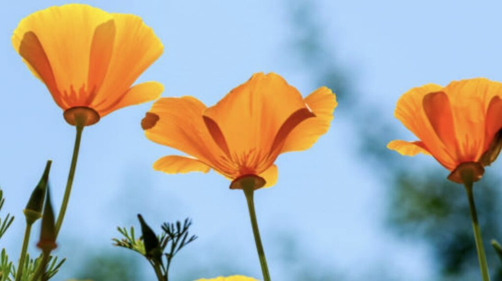 Poppy