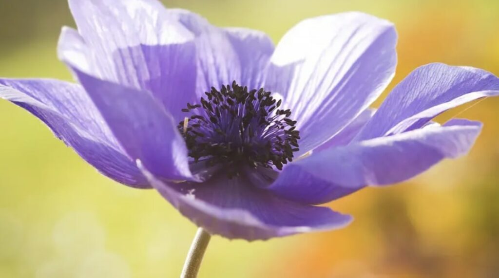 Purple Anemone
