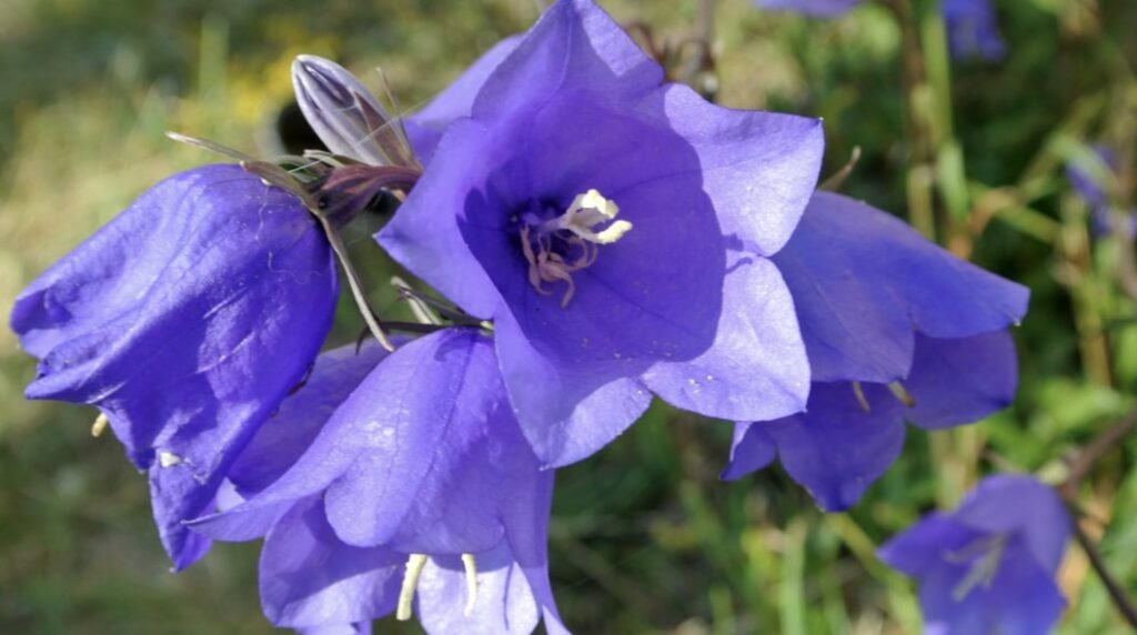Purple Bellflower