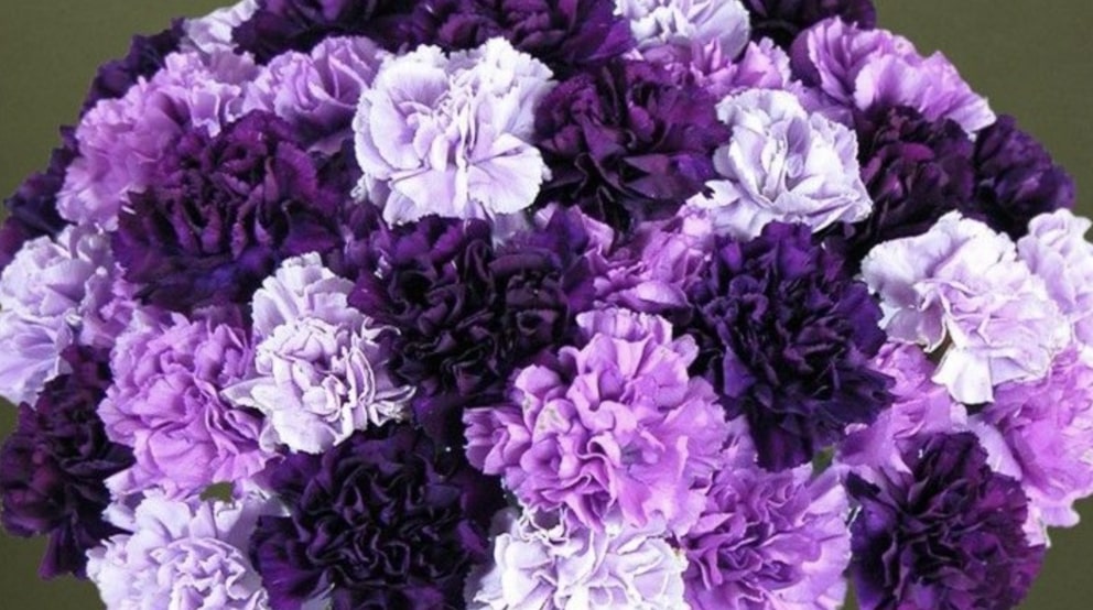 Purple Carnations
