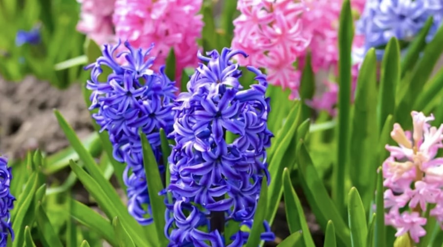 Purple Hyacinths