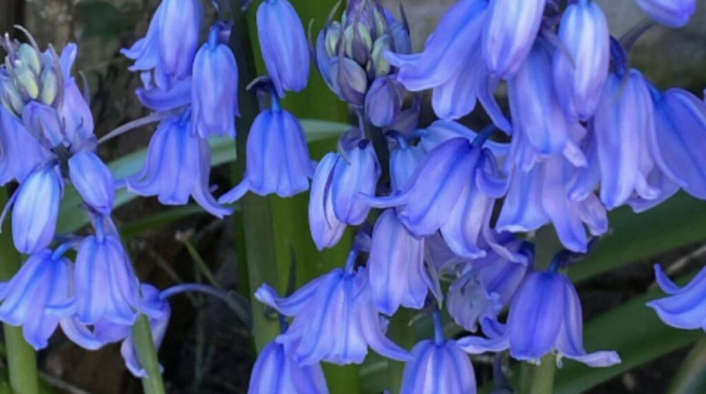 Quick Facts about Bellflowers