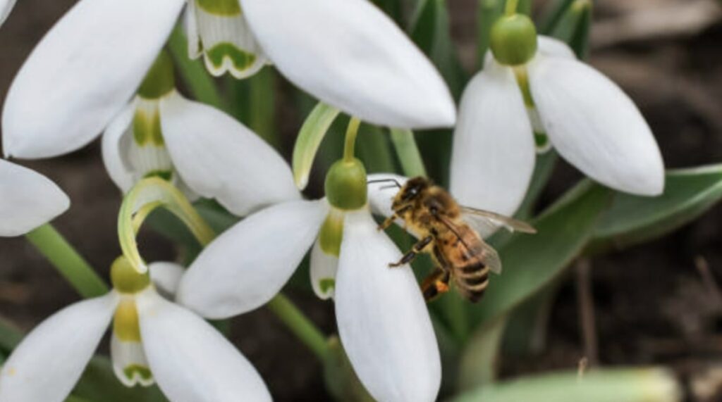 Snowdrop Flower Meaning