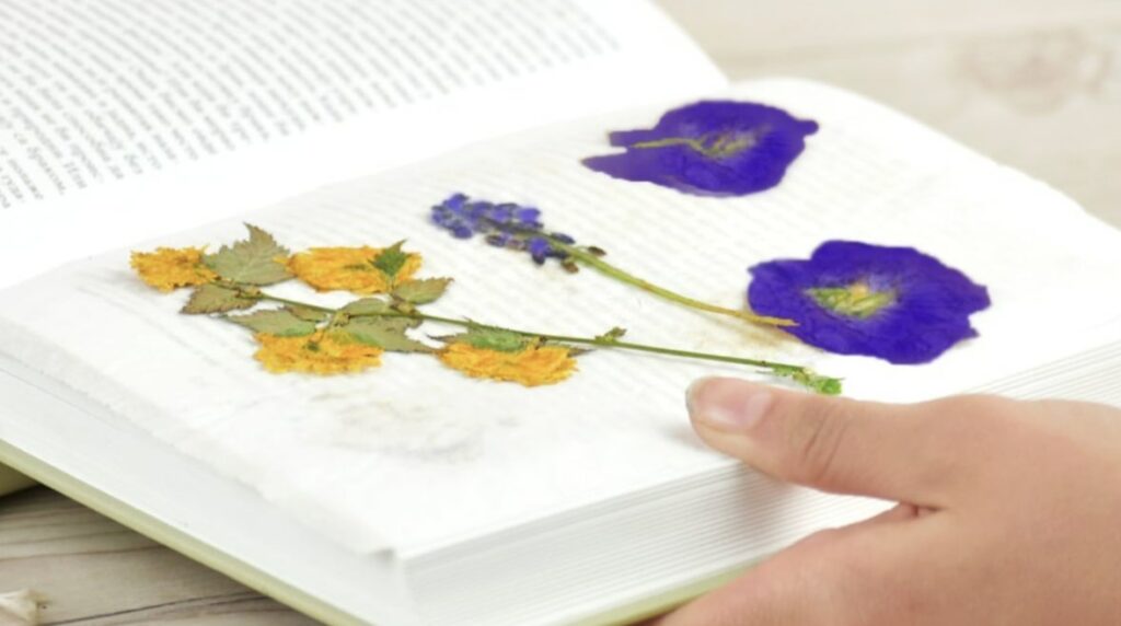 Steps for Pressing Flowers in a Book