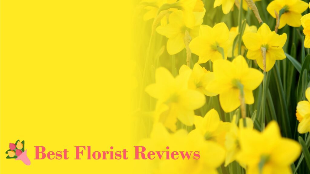 Sunshine Blooms A Guide to Yellow Flowers & Their Meanings
