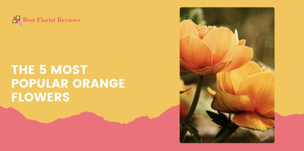 The 5 Most Popular Orange Flowers