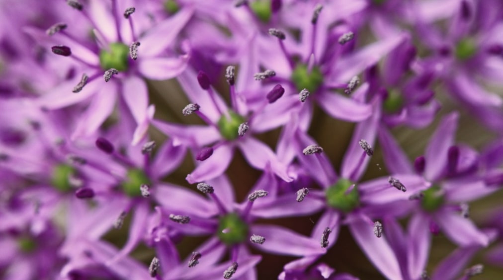 The Basics of Planting Allium Flowers