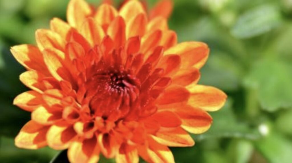 The History of the Magnificent Chrysanthemum