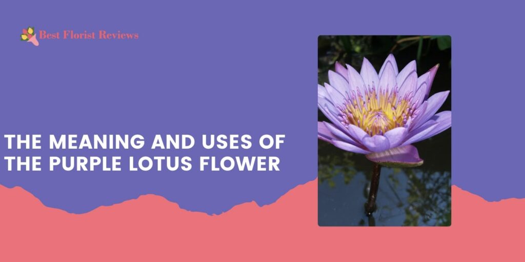 The Meaning and Uses of the Purple Lotus Flower