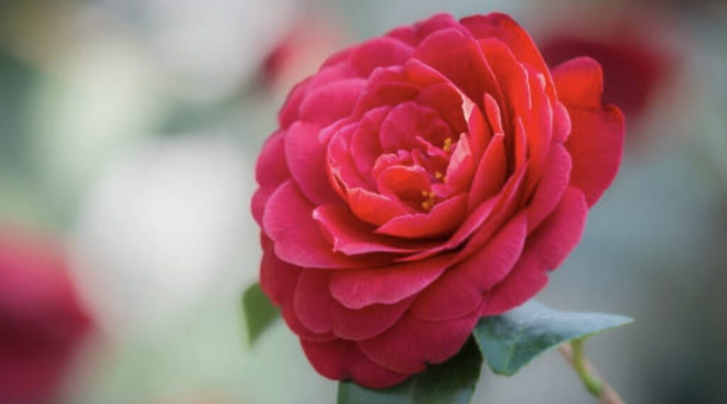 The Meaning of Red Camellias