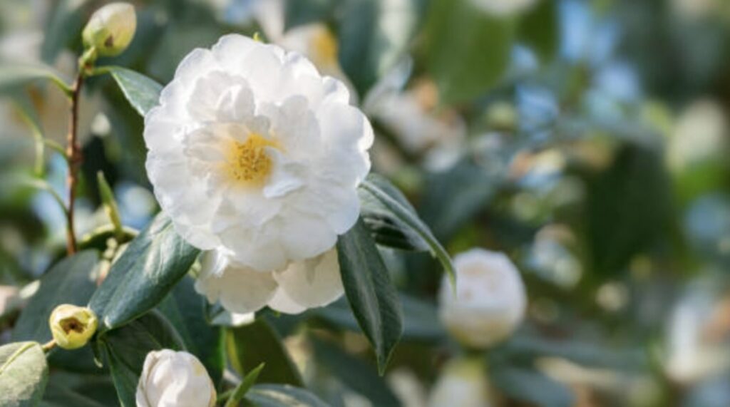 The Meaning of White Camellias