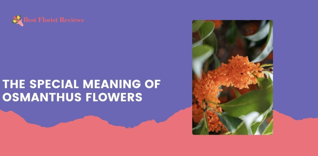 The Special Meaning of Osmanthus Flowers