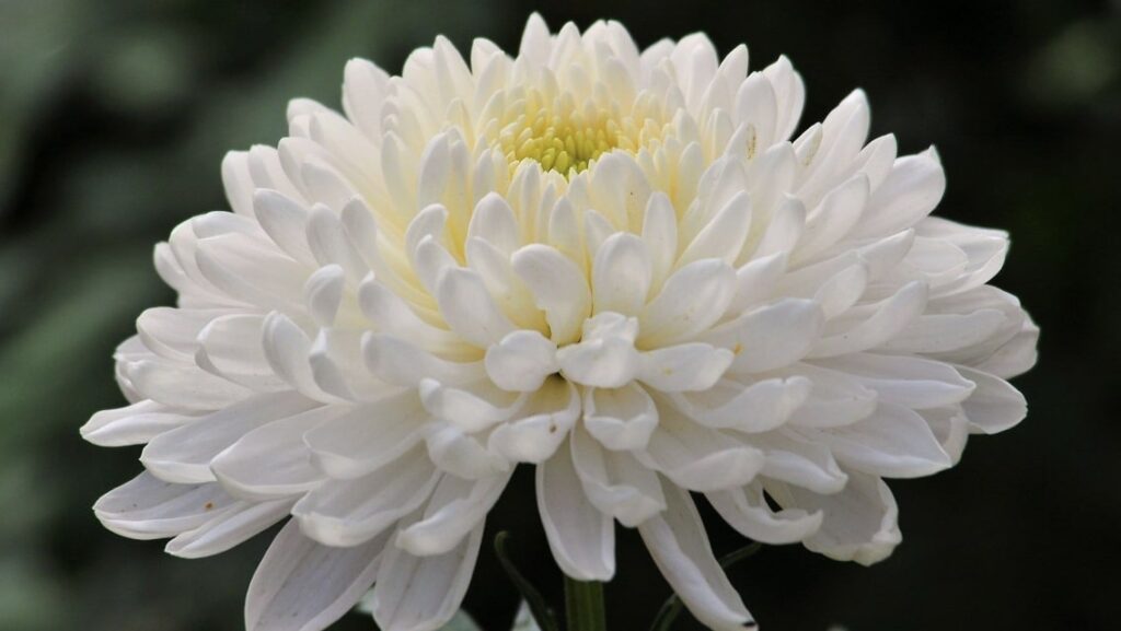 The Symbolism of the Chrysanthemum