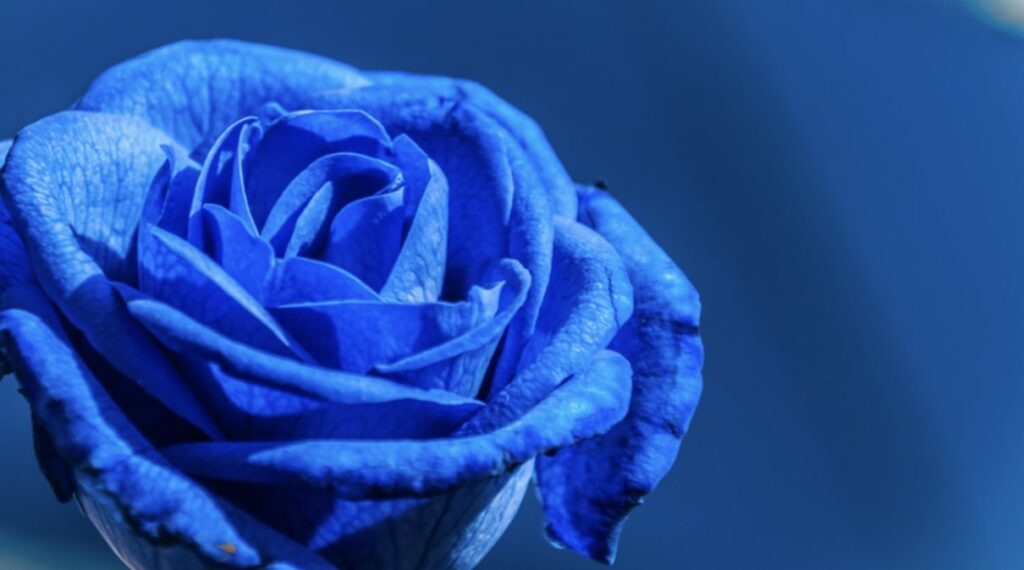 The Symbolism of the Rose