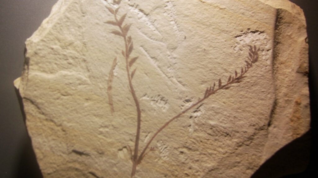 The oldest flower in the world bloomed in China