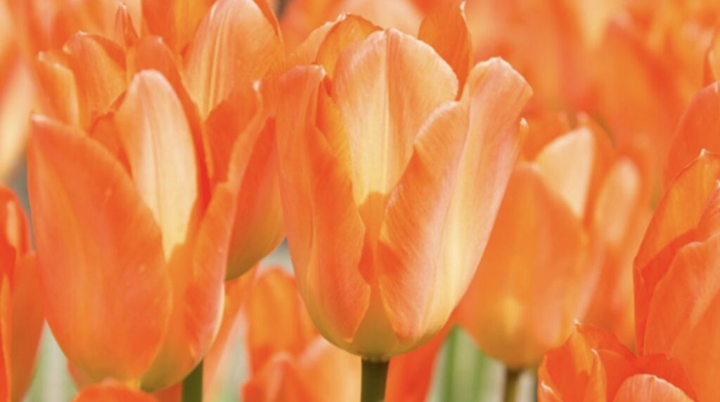 Tulip