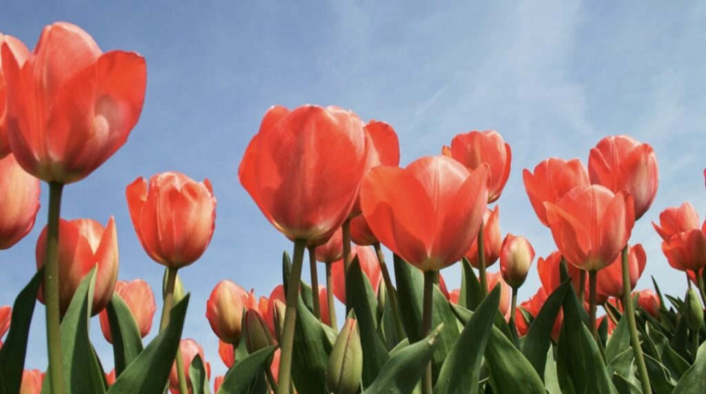 Tulips