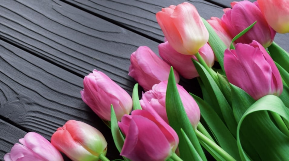 Tulips were more valuable than gold in Holland in the 17th century