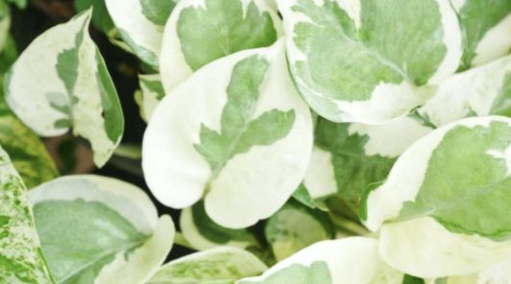 Variegated Pothos Patterns