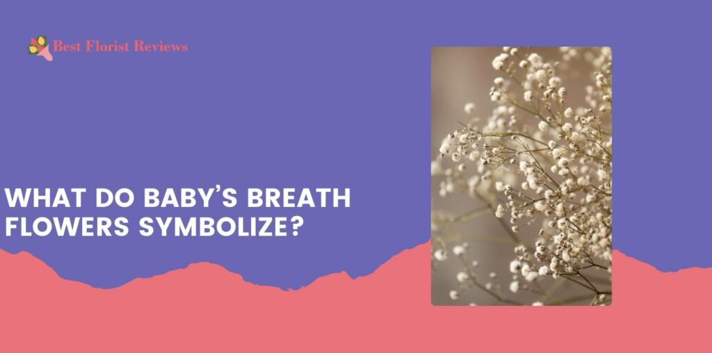 What do baby’s breath flowers symbolize