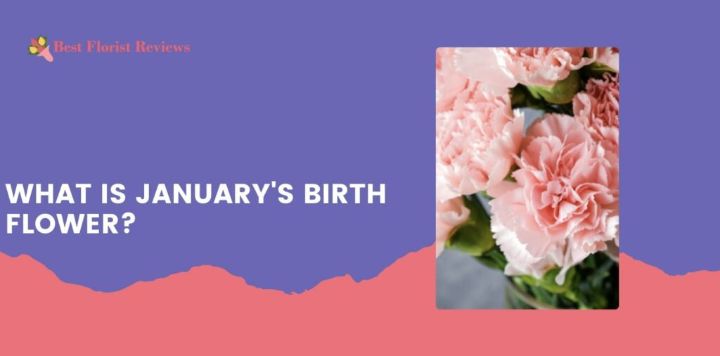 What is January's birth flower