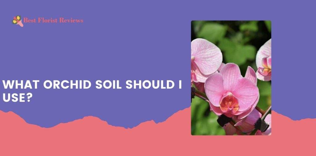 What orchid soil should I use