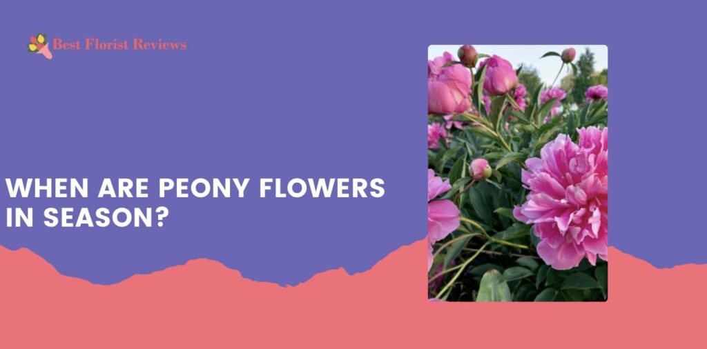 When are peony flowers in season