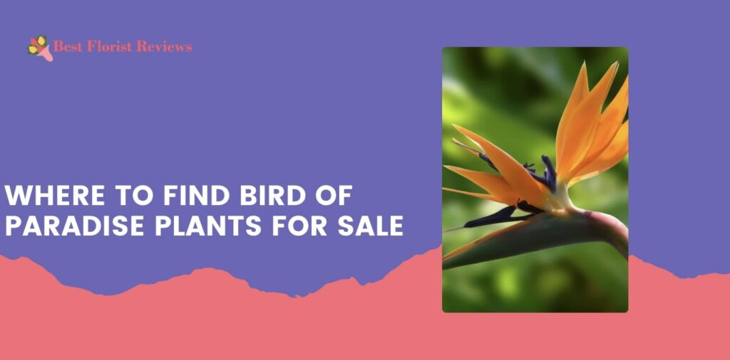 Where to Find Bird of Paradise Plants for Sale