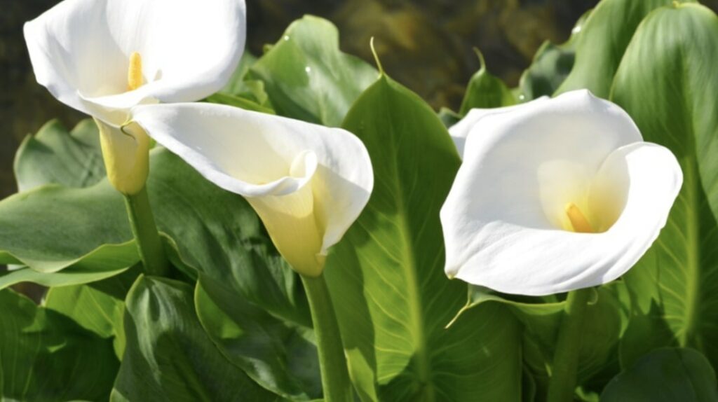 White Calla Lily