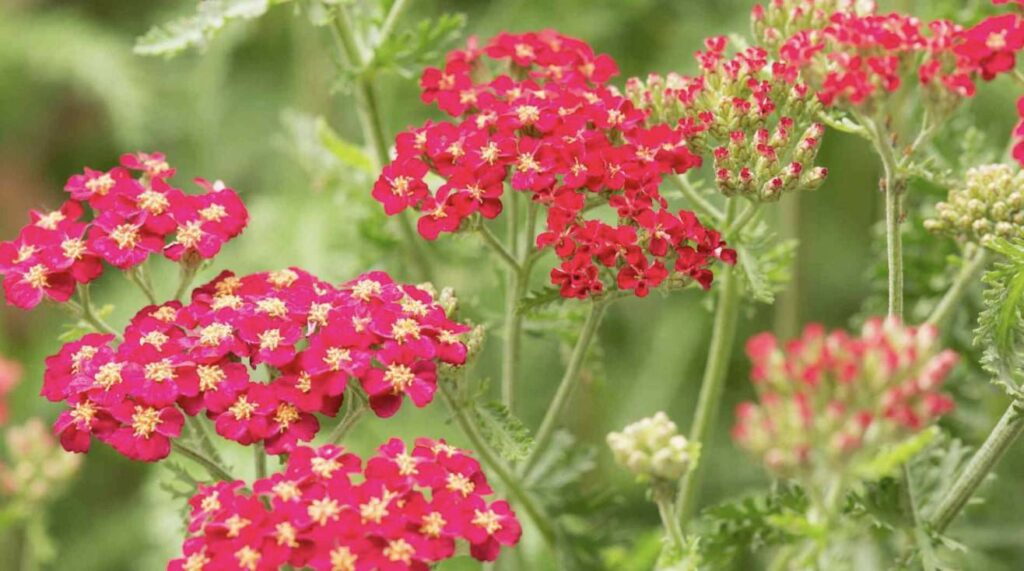 Yarrow flower was used to treat soliders’ wounds