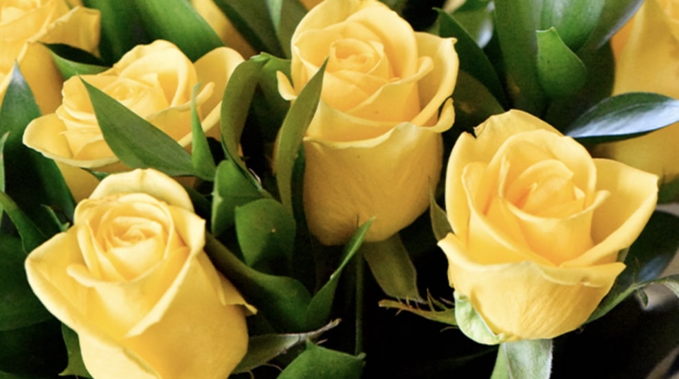 Yellow Roses